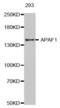 Apoptotic Peptidase Activating Factor 1 antibody, abx000846, Abbexa, Western Blot image 