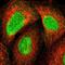 Zinc Finger Protein 589 antibody, NBP1-80707, Novus Biologicals, Immunocytochemistry image 