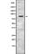 Plakophilin 3 antibody, abx217799, Abbexa, Western Blot image 