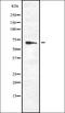 Protein Phosphatase 2 Scaffold Subunit Aalpha antibody, orb337590, Biorbyt, Western Blot image 