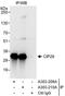 SAP Domain Containing Ribonucleoprotein antibody, A303-209A, Bethyl Labs, Immunoprecipitation image 