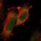 MAPK Activated Protein Kinase 5 antibody, NBP1-87231, Novus Biologicals, Immunofluorescence image 