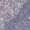 Annexin A9 antibody, NBP1-90152, Novus Biologicals, Immunohistochemistry paraffin image 