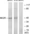 Substance-K receptor antibody, LS-C120753, Lifespan Biosciences, Western Blot image 