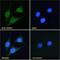 GATA Binding Protein 1 antibody, NB100-2443, Novus Biologicals, Immunofluorescence image 