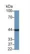 Tropomodulin 3 antibody, MBS2026390, MyBioSource, Western Blot image 