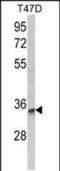 Tetraspanin 12 antibody, PA5-49626, Invitrogen Antibodies, Western Blot image 