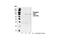 Mitogen-Activated Protein Kinase Kinase Kinase 7 antibody, 4537S, Cell Signaling Technology, Western Blot image 