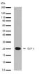 Glucagon antibody, 701296, Invitrogen Antibodies, Western Blot image 