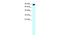 Apolipoprotein B MRNA Editing Enzyme Catalytic Subunit 3G antibody, PA5-68536, Invitrogen Antibodies, Western Blot image 