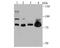 THO Complex 1 antibody, NBP2-75521, Novus Biologicals, Western Blot image 