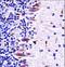 Mitogen-Activated Protein Kinase Kinase Kinase 21 antibody, LS-C164487, Lifespan Biosciences, Immunohistochemistry paraffin image 