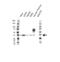 Aryl Hydrocarbon Receptor Interacting Protein antibody, VPA00620, Bio-Rad (formerly AbD Serotec) , Western Blot image 