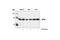 Eukaryotic Translation Initiation Factor 4E antibody, 9742L, Cell Signaling Technology, Western Blot image 