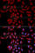 Ubiquitin Conjugating Enzyme E2 I antibody, A2193, ABclonal Technology, Immunofluorescence image 