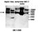 Coilin antibody, orb76925, Biorbyt, Western Blot image 