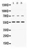 Nicotinamide Phosphoribosyltransferase antibody, PB10009, Boster Biological Technology, Western Blot image 