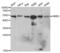 Hydroxymethylbilane Synthase antibody, abx001474, Abbexa, Western Blot image 