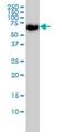 CaRF antibody, H00055602-M02, Novus Biologicals, Western Blot image 