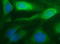 NFKB Inhibitor Alpha antibody, LS-C338406, Lifespan Biosciences, Immunofluorescence image 