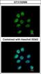 Zinc Finger Protein 143 antibody, GTX102569, GeneTex, Immunocytochemistry image 