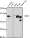 Glycogen Synthase Kinase 3 Alpha antibody, 13-234, ProSci, Western Blot image 
