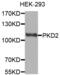 Polycystin 2, Transient Receptor Potential Cation Channel antibody, abx002617, Abbexa, Western Blot image 
