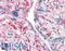 Dipeptidyl Peptidase 4 antibody, LS-A9024, Lifespan Biosciences, Immunohistochemistry paraffin image 