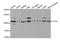 Integrin Subunit Alpha L antibody, orb135770, Biorbyt, Western Blot image 