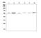 Solute Carrier Family 18 Member A1 antibody, A07692-1, Boster Biological Technology, Western Blot image 