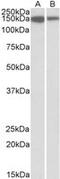 MCF.2 Cell Line Derived Transforming Sequence Like antibody, MBS423041, MyBioSource, Western Blot image 