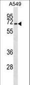 CSRNP3 antibody, LS-C167096, Lifespan Biosciences, Western Blot image 