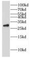 GINS Complex Subunit 3 antibody, FNab03461, FineTest, Western Blot image 