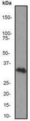 CD8 antibody, TA300779, Origene, Western Blot image 