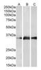 Kallikrein Related Peptidase 5 antibody, orb19455, Biorbyt, Western Blot image 