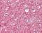 Keratin 7 antibody, orb95706, Biorbyt, Immunohistochemistry paraffin image 