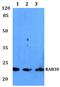 RAB30, Member RAS Oncogene Family antibody, PA5-37206, Invitrogen Antibodies, Western Blot image 