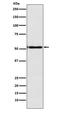 Engrailed Homeobox 1 antibody, M05395, Boster Biological Technology, Western Blot image 