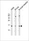 Phospholipase A2 Group IIA antibody, MBS9216896, MyBioSource, Western Blot image 