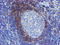 Serpin Family A Member 5 antibody, LS-C786947, Lifespan Biosciences, Immunohistochemistry paraffin image 