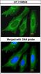 Leucine Rich Pentatricopeptide Repeat Containing antibody, LS-C186078, Lifespan Biosciences, Immunocytochemistry image 