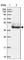 Leucine Rich Repeat Containing 2 antibody, HPA040096, Atlas Antibodies, Western Blot image 