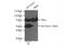 ADAM Metallopeptidase Domain 19 antibody, 22216-1-AP, Proteintech Group, Immunoprecipitation image 