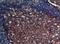 Complement C3d Receptor 2 antibody, A01632-1, Boster Biological Technology, Immunohistochemistry frozen image 