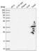 GTPase, IMAP Family Member 1 antibody, NBP2-55099, Novus Biologicals, Western Blot image 