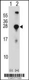 Synaptosome Associated Protein 23 antibody, 57-840, ProSci, Western Blot image 