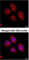 Flotillin 2 antibody, NBP1-30881, Novus Biologicals, Immunocytochemistry image 