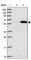 Zinc Finger And SCAN Domain Containing 5A antibody, HPA041263, Atlas Antibodies, Western Blot image 
