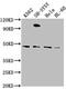 Reticulon-4 receptor-like 2 antibody, CSB-PA774805NA01HU, Cusabio, Western Blot image 