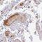 Apolipoprotein M antibody, NBP2-48991, Novus Biologicals, Immunohistochemistry paraffin image 